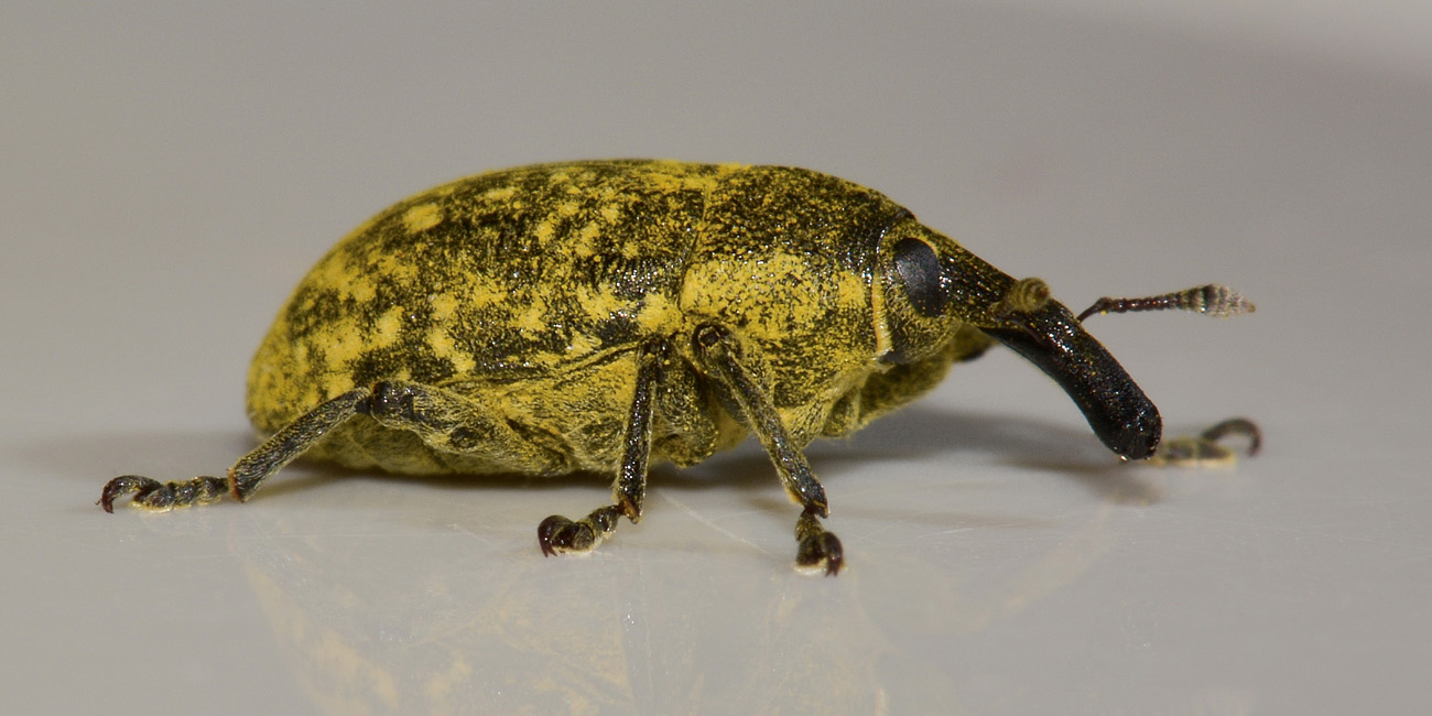 Curculionidae: Larinus sp?  S !,  Larinus (Phyllonomeus) sturnus